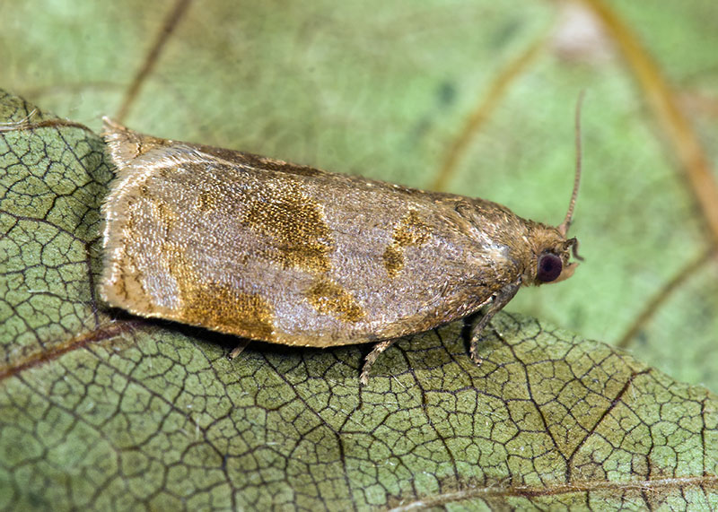 Tortricidae - Archips rosana